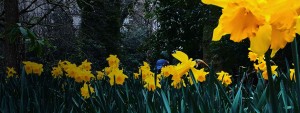 About Us with daffodils